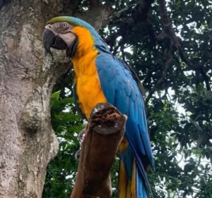 malaysia malacca zoo parrot 